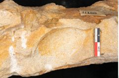 Foto (Detailansicht) von Trigonocarpus sp.  (NHMW-GEO-2024-0188-11160)
